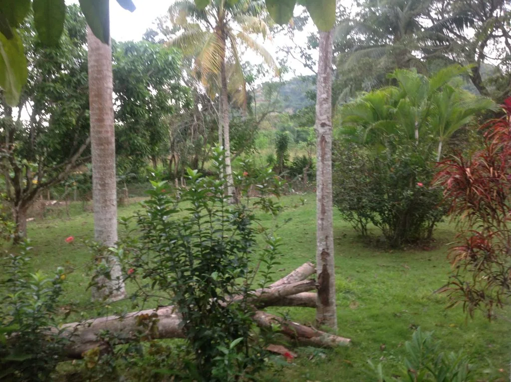 Finca con casa campestre en Pedro Brand - foto 6